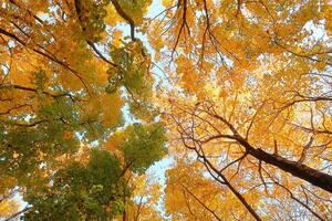 Autumn tree tops with yellow and green leaves. Background image. Low angle view. photo