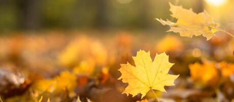 Fallen leaves in the autumn forest in sunny weather. Background with copy space. Thanksgiving Day photo