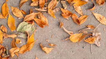 Fallen colorful leaves in the fall on concrete. Background with copy space photo