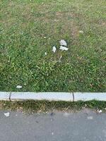 A close view of a lawn with green grass and scattered litter, bordered by a curb and part of an asphalt pavement, environment pollution photo