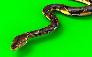 A Post of Malayopython reticulatus snake, python species with clipping path. photo