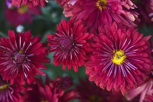 Bright red chrysanthemum. A beautiful chrysanthemum flower bush. photo