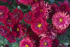 Bright red chrysanthemum. A beautiful chrysanthemum flower bush. photo