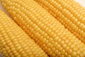 Ripe corn cobs on a white plate. Corn background. photo