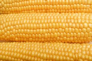 Ripe corn cobs on a white plate. Corn background. photo