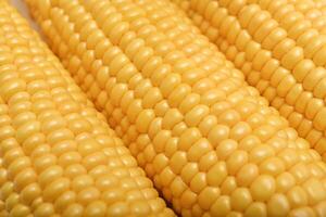 Ripe corn cobs on a white plate. Corn background. photo