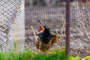 Rooster is squeezing through the hole in old wire fence. photo