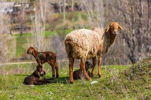 Sheep with lambs on yellow grass on a sunny spring day photo