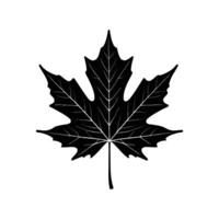 A black and white maple leaf on a white background vector