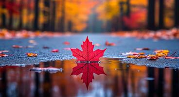 A red leaf is floating on a puddle of water. The leaf is surrounded by fallen leaves on the ground. Concept of tranquility and the beauty of nature photo