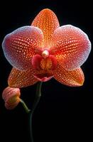 A close up of a red and white flower with a black background. The flower is the main focus of the image and it is the most important element photo