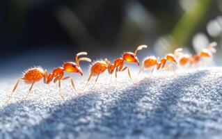 A group of ants are walking in a line. Concept of unity and teamwork among the ants as they move together photo