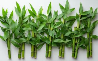 A bunch of bamboo leaves are arranged in a row. The leaves are green and appear to be fresh. The arrangement of the bamboo leaves creates a sense of order and harmony photo