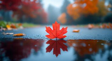 A leaf is on the ground in front of a tree. The leaf is red and it is reflecting in the water photo
