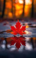 A leaf is on the ground and it is reflecting the sun. The leaf is red and it is on a wet surface photo