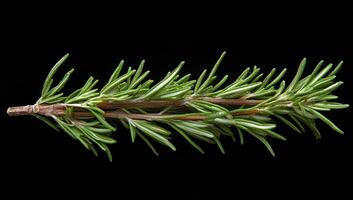 A close up of a green leafy plant with a black background. The leaf is long and thin, with a few brown tips. Concept of calm and serenity photo