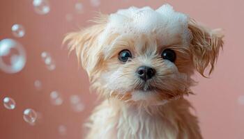 A small dog is standing in a bathtub with bubbles. The dog is looking at the camera with a curious expression photo