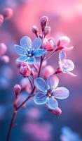 A close up of a flower with a blue center and pink petals. The flower is surrounded by a blue background photo
