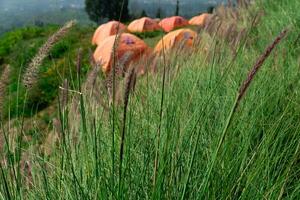 photo of alang alang grass in bright daylight