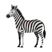 Zebra Illustration on White Background vector