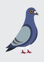 Pigeon Illustration on White Background vector