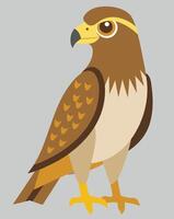 Hawk Bird Illustration on White Background vector