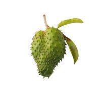 Branch with fruits of the soursop Annona muricata photo