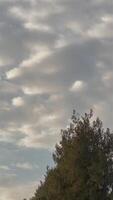 Birds flying with trees and cloudy sky in the background video