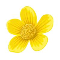 Illustration of Caltha palustris flower, known as marsh-marigold and kingcup, isolated on white background. vector