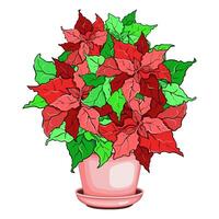 Poinsettia flowers in a clay pot vector
