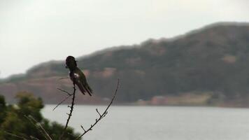 Red Headed Hummingbird Sitting On Bare Branch Looking Around Taking Flight And Landing Again Overcast Sky And Hill In Background video