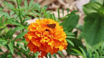 Butterfly Crawling On Orange Flower Swaying In Breeze Big Island Hawaii video