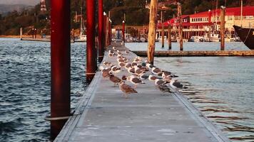 Flock Of Seagulls Sitting On Dock Rogue River Oregon With Buildings And Marina In Background video