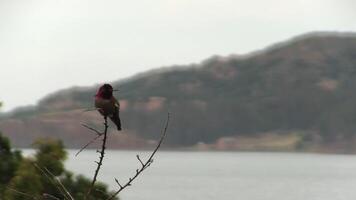 Red Headed Hummingbird Sitting On Bare Branch Looking Around Overcast Sky And Hill In Background video