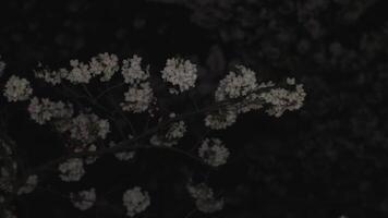 Cherrry blossom at Inokashira park in Tokyo at night video