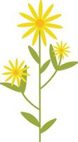 Spring Flower Illustration with Yellow Color. vector