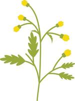 Spring Flower Illustration with Yellow Color. vector