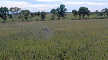 A drone is flying over a field of corn video