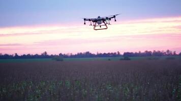 A drone flying over a field of tall grass video