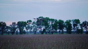 A drone is flying over a field of grass video
