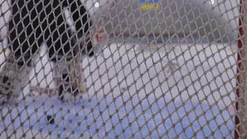 A hockey player is standing behind a net video