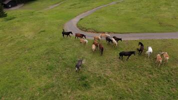 Herd of wild beautiful horses grazing on a mountain near bike path in overcast summer weather in Germany. Herd of colorful thoroughbred horses graze on top of mountain in Alps. Horses in wild. video