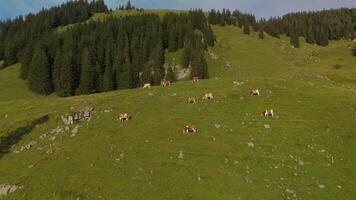 Herd of brown and white cows graze on mountain in Alps. Cattle grazing on top of mountainside in European Alps summer. Aerial view of cows grazing in mountains. Drone view of livestock herding on hill. video