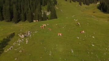 Herd of brown and white cows graze on mountain in Alps. Cattle grazing on top of mountainside in European Alps summer. Aerial view of cows grazing in mountains. Drone view of livestock herding on hill. video