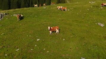 Herd of brown and white cows graze on mountain in Alps. Cattle grazing on top of mountainside in European Alps summer. Aerial view of cows grazing in mountains. Drone view of livestock herding on hill. video