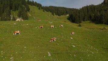 Herd of brown and white cows graze on mountain in Alps. Cattle grazing on top of mountainside in European Alps summer. Aerial view of cows grazing in mountains. Drone view of livestock herding on hill. video
