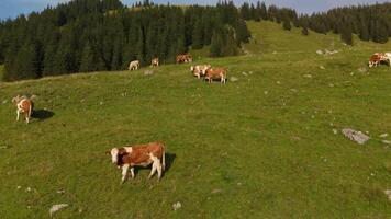 Herd of brown and white cows graze on mountain in Alps. Cattle grazing on top of mountainside in European Alps summer. Aerial view of cows grazing in mountains. Drone view of livestock herding on hill. video