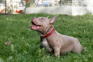 An American Bully dog relaxes on the grass, soaking up the sun and looking content in the serene park environment photo
