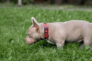An American Bully dog curiously sniffs the lush green grass, enjoying its surroundings on a sunny afternoon, displaying its playful demeanor photo