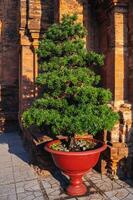 cypress bonsai tree in a pot in a garden on pagoda in Vietnam in Asia in the summer outside photo
